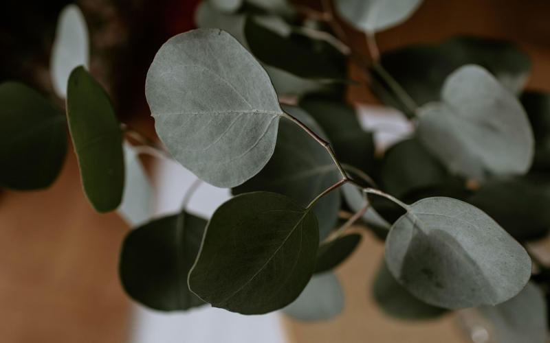 close up of a plant in vase