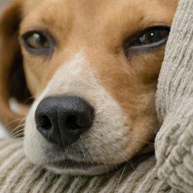 We welcome your pet family a puppy on a sofa